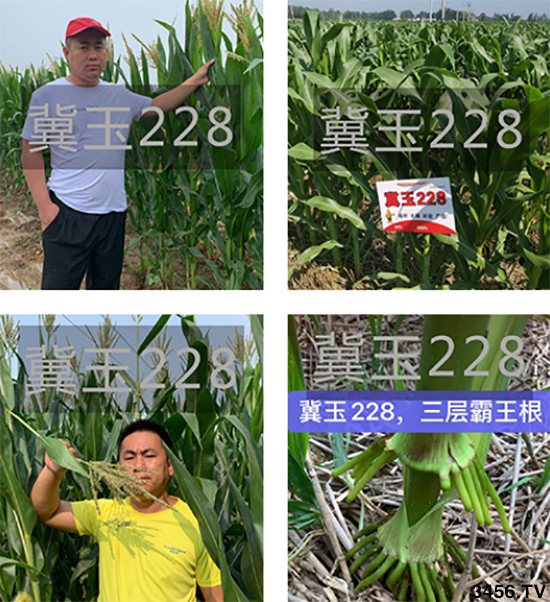 玉米要高产,选对品种很重要!高产玉米种子应该这样买! 玉米要高产,选对品种很重要!高产玉米种子应该这样买!
