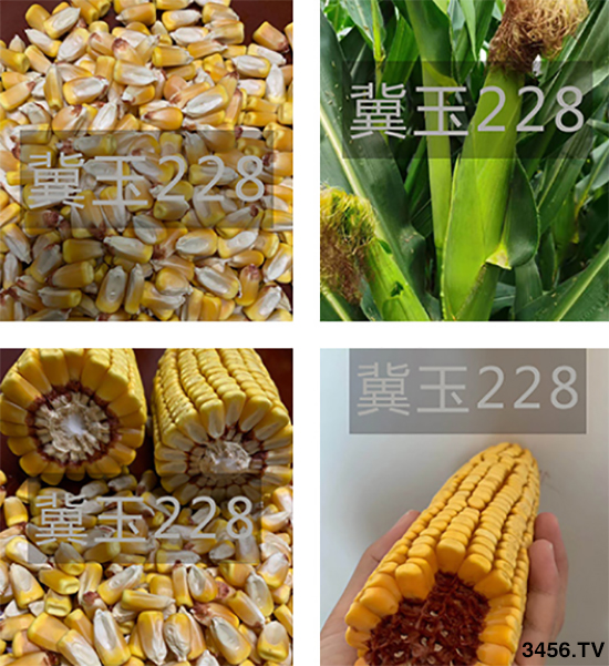 玉米要高产选对品种很重要高产玉米种子应该这样买